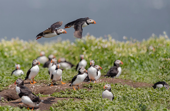 Papegaaiduiker, Atlantic Puffin, Farne Isles 2019