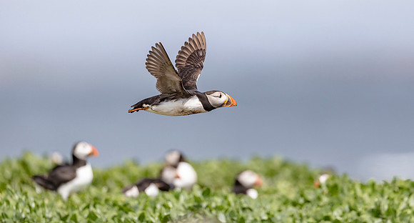 Papegaaiduiker, Atlantic Puffin, Farne Isles 2019