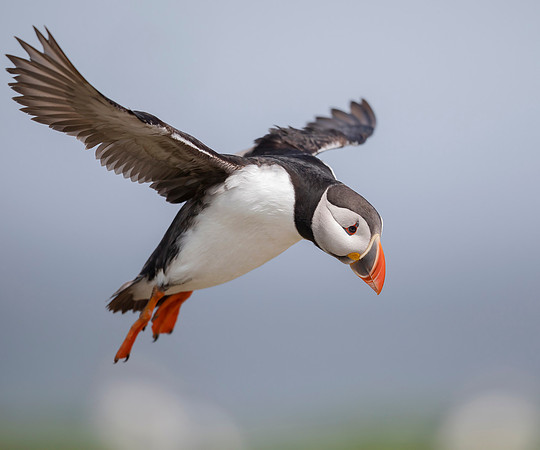 Papegaaiduiker, Atlantic Puffin, Farne Isles 2019