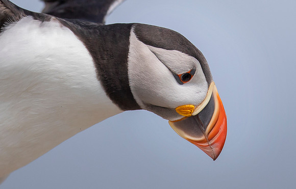 Papegaaiduiker, Atlantic Puffin, Farne Isles 2019