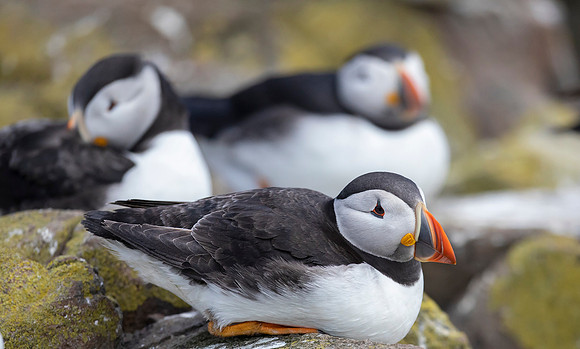 Papegaaiduiker, Atlantic Puffin, Farne Isles 2019