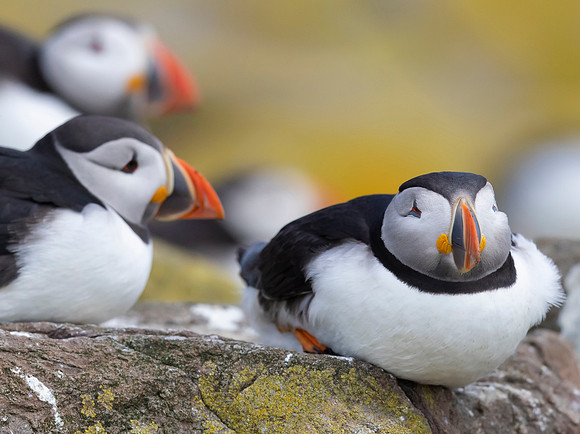 Papegaaiduiker, Atlantic Puffin, Farne Isles 2019