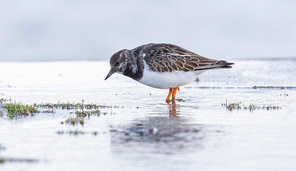 Steenloper winter, Turnstone, Oude Schild, Texel 2020