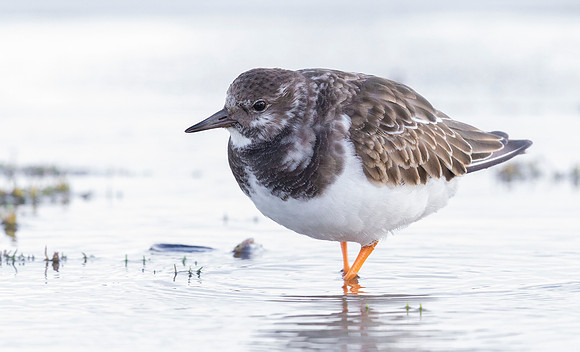 Steenloper winter, Turnstone, Oude Schild, Texel 2020