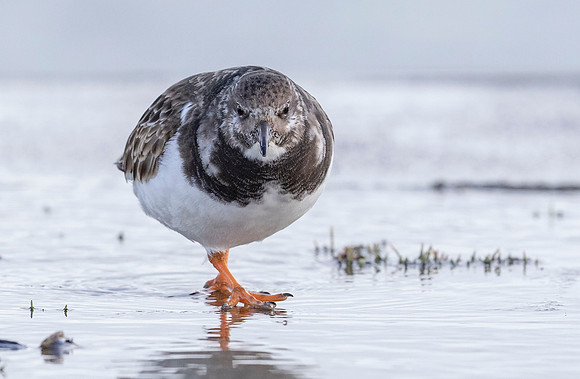 Steenloper winter, Turnstone, Oude Schild, Texel 2020