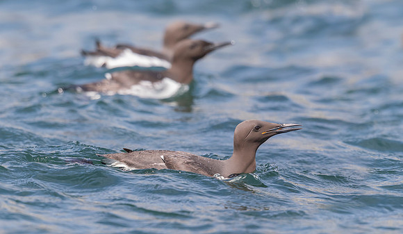 Zeekoet, Common Murre, Farne Isles 2019