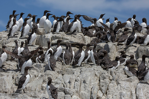 Zeekoet, Common Murre, Farne Isles 2019