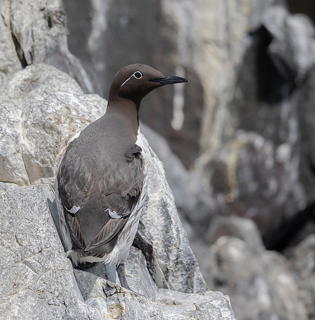Zeekoet, Common Murre, Farne Isles 2019