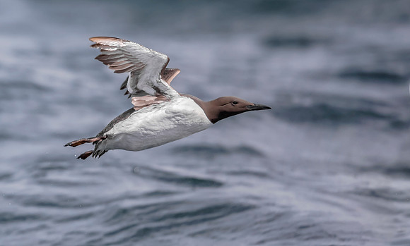 Zeekoet, Common Murre, Farne Isles 2019