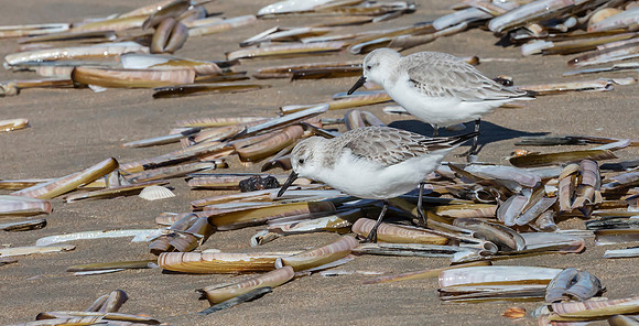 Drieteenstrandloper winter, Sanderling, IJmuiden 2016