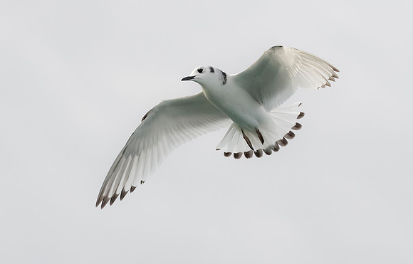 Drieteenmeeuw, 1e winter, Black-legged Kittiwake, North Sea off Neeltje Jans 2015