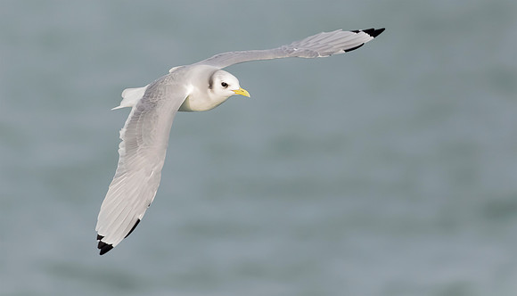 Drieteenmeeuw winter, Black-legged Kittiwake,  North Sea off Neeltje Jans 2015