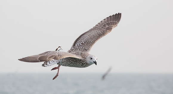 Zilvermeeuw 1e kj, Herring Gull, Neeltje Jans, 2015