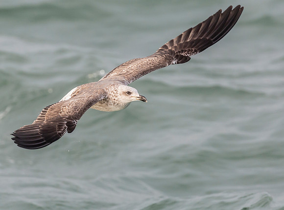 Zilvermeeuw 1e kj, Herring Gull, Neeltje Jans, 2015