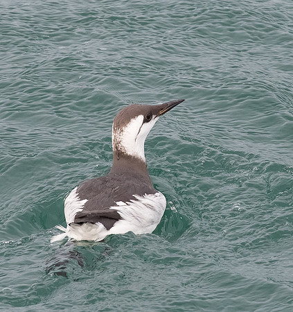 Zeekoet winter, Common Murre, North Sea off Neeltje Jans 2015