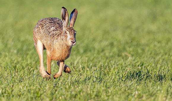 9665 Haas, Hare, Polder Groot en Klein Oud-Aa, 02-07-2026, S1A9802