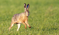 9664 Haas, Hare, Polder Groot en Klein Oud-Aa, 02-07-2026, S1A9803