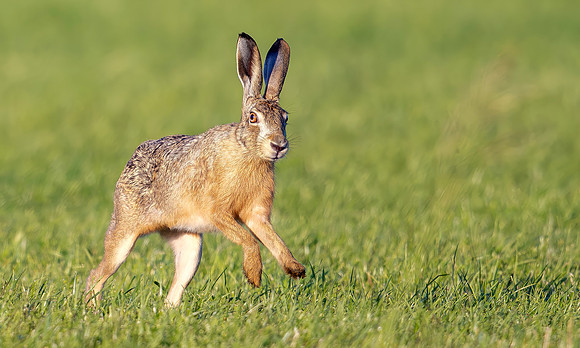 9664 Haas, Hare, Polder Groot en Klein Oud-Aa, 02-07-2026, S1A9803