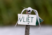 Visdief, Common Tern, Noorden 2026