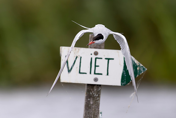 Visdief, Common Tern, Noorden 2026