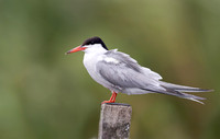 Visdief, Common Tern, Noorden 2026