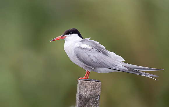 Visdief, Common Tern, Noorden 2026