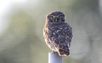 Steenuil, Little Owl, Groene Hart 2026