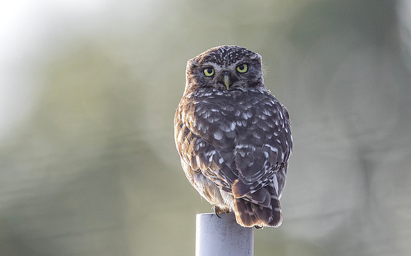 Steenuil, Little Owl, Groene Hart 2026