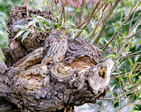 Steenuil, Little Owl, Groene Hart 2026