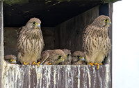 Torenvalk juv, Common Kestrel, Kockengen 2026