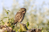 Steenuil, Little Owl, Groene Hart 2025