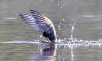 Zwarte stern, Black Tern, Kockengen 2025