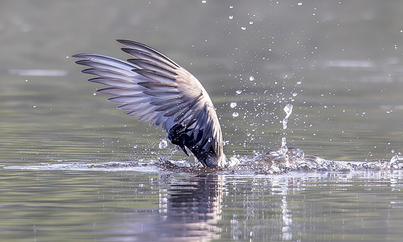 Zwarte stern, Black Tern, Kockengen 2025