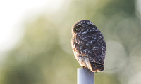 Steenuil, Little Owl, Groene Hart 2026