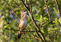 Snor, Savi's warbler, Waverhoek 2025