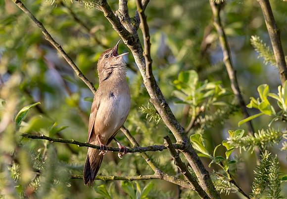 Snor, Savi's warbler, Waverhoek 2025