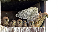 Torenvalk juv, Common Kestrel, Kockengen 2026