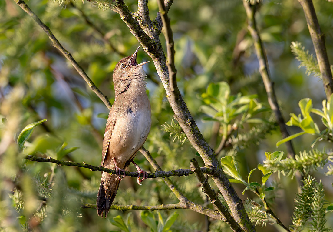 Snor, Savi's Warbler, Waverhoek 2025
