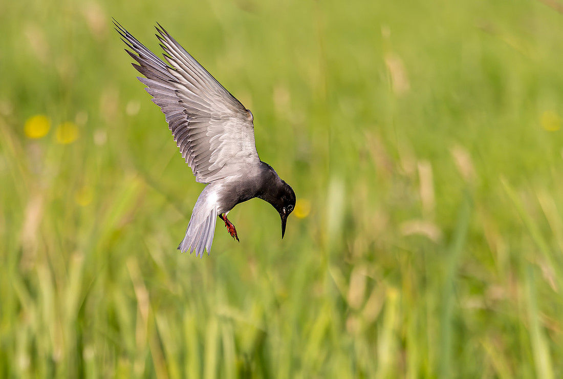 Zwarte stern. Black Tern, Polder Groot en Klein Oud-Aa 2026