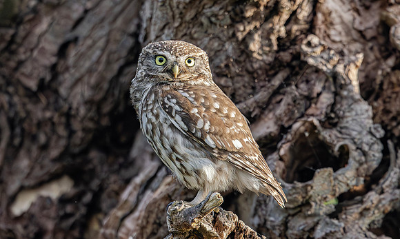 Steenuil ♀, Little Owl, Groene Hart 2025