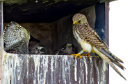 Torenvalk, juv, ♀, Common Kestrel, Kockengen 2026