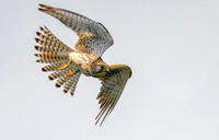 Torenvalk ♀, Common Kestrel, Kockengen 2026