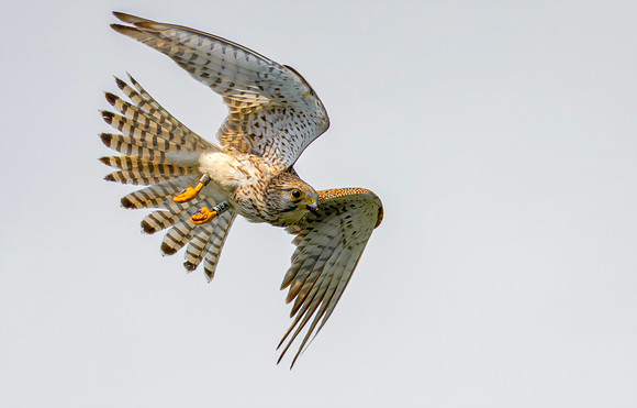 Torenvalk ♀, Common Kestrel, Kockengen 2026