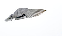 9690a Zwarte stern. Black Tern, Polder Groot en Klein Oud-Aa, 02-07-2026, 0S1A9023 IV def
