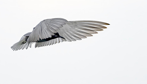 9690a Zwarte stern. Black Tern, Polder Groot en Klein Oud-Aa, 02-07-2026, 0S1A9023 IV def