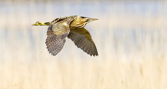 Roerdomp, Eurasian Bittern, Marker Wadden 2024