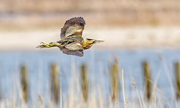 Roerdomp, Eurasian Bittern, Marker Wadden 2024
