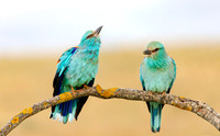European Roller courtship, scharrelaar balts