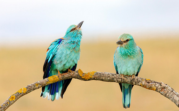 Scharrelaar ♀, ♂, European Roller, Campo Lugar, España 2019,