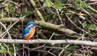 IJsvogel ♂, Common Kingfisher, Kockengen 2020